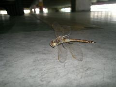 altra foto di una libellula