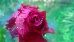 particolare rosa