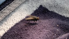 2012 06 29  mosca  macro