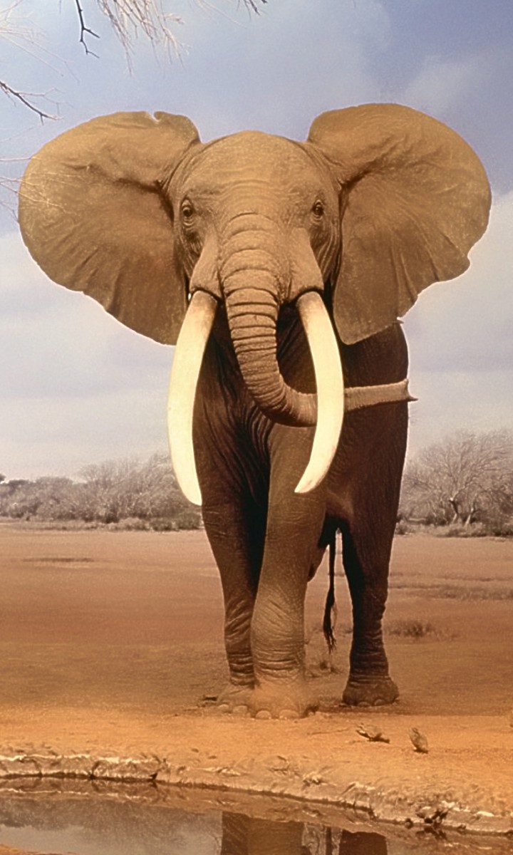 Elephants time. Африканский слон. Красивый слон. Слон в Африке. Н Л О.