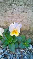 flower (scattata con Nokia Lumia 820)