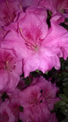 Pink flowers (scattata con Nokia Lumia 820)