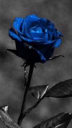 Blue_Rose.jpg