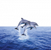 Delfini.png
